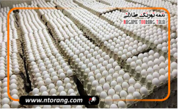 قیمت مصوب تخم‌مرغ درب مرغداری به ۶۱ هزار تومان رسید